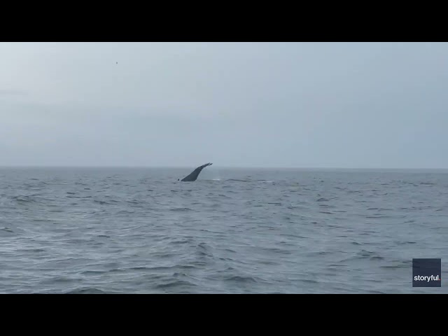 New Video Shows Whale That Capsized Boat Shortly After Incident