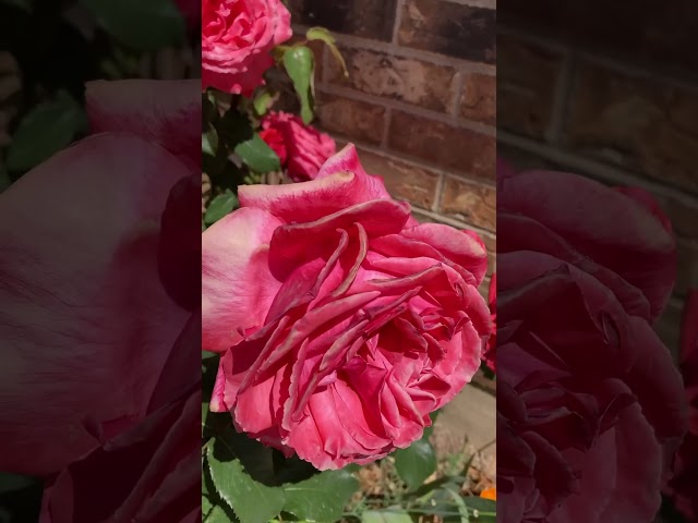 Fragrant Cloud Rose #rose #tearoses #fragrantroses #fragrantcloudyearose #utahgarden