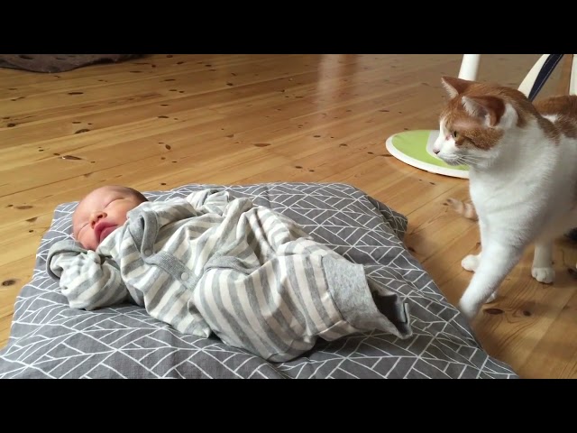 Fur-ever Friends: Cats Meet Newborn Baby for First Time