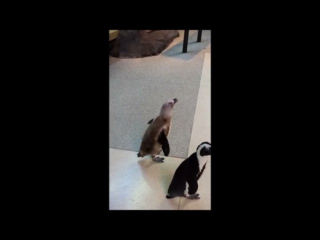 Penguins Waddle Around Aquarium Exhibit Like Visitors