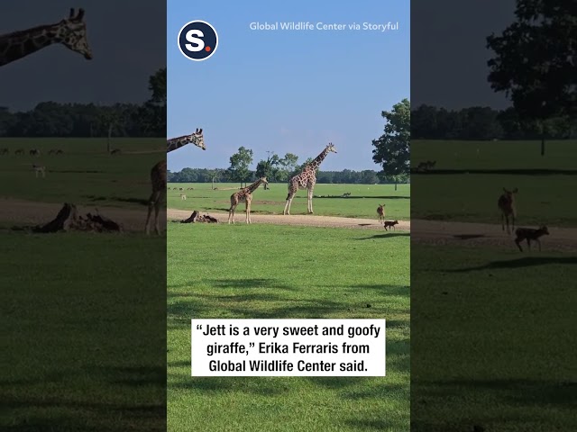 Curious Giraffe Inspects Baby Deer