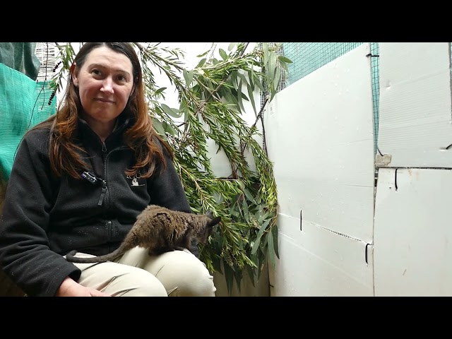 Zookeeper Feeds Baby Warru with Bottle of Milk