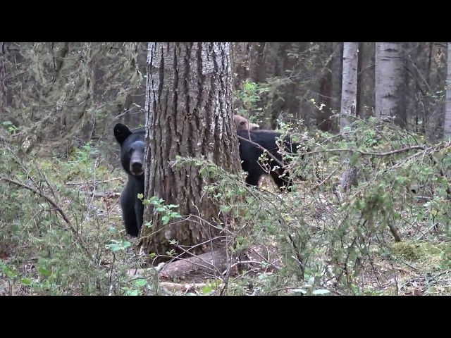 Momma Black Bear Charges!!