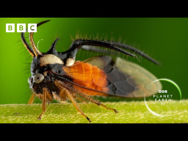 Bugs team up with BEES to protect their young 🐝 | Planet Earth III - BBC