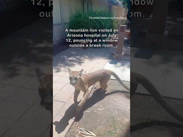 Mountain Lion Lunges Towards Window at Hospital