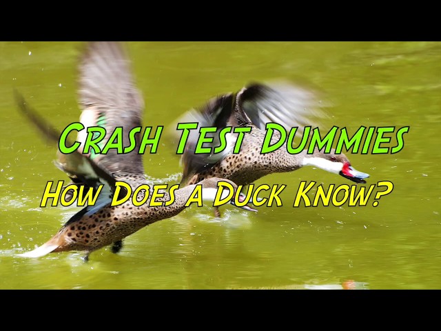 Crash Test Dummies - How Does a Duck Know? (with Lyrics)