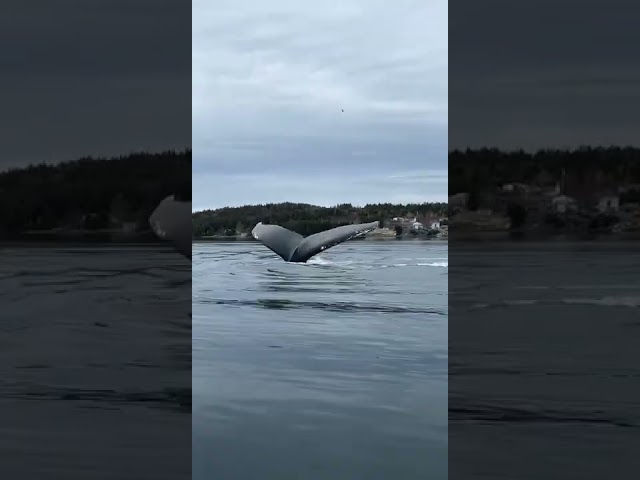Humpback Whale Breaches Water Off Coast of Newfoundland