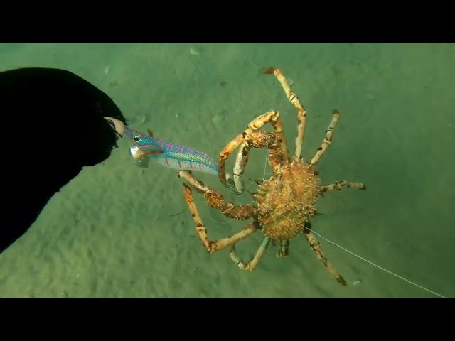Diver Helps Spider Crab Tangled in Fishing Line Off Victoria Coast