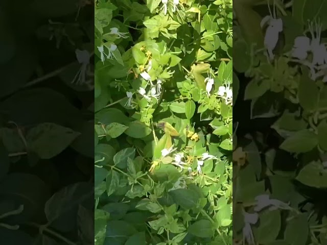 Honeysuckle #garden #honeysuckle #cottagegarden #gardening #smellssogood