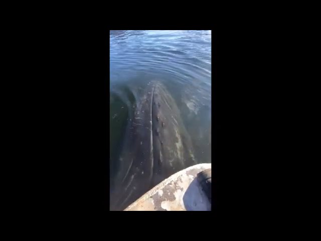 Humpback Tows Whale Researcher's Boat
