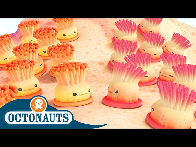 @Octonauts -  😡 The Enemy Anemones 🪸 | Season 1 | Full Episodes | Cartoons for Kids