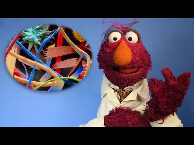 5 Hidden Worlds Revealed Under a Microscope (w/ Sesame Street) | #5facts