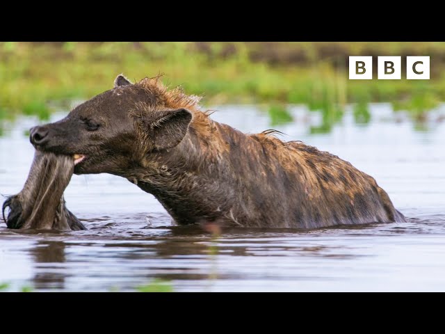 Hyena sniffs out a soggy supper 🙄🍽 Dynasties II - BBC