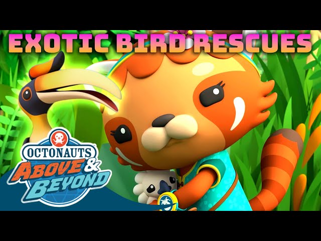Octonauts: Above & Beyond - 🦚 Exotic Bird Rescues ⛑️ | Compilation | @Octonauts​