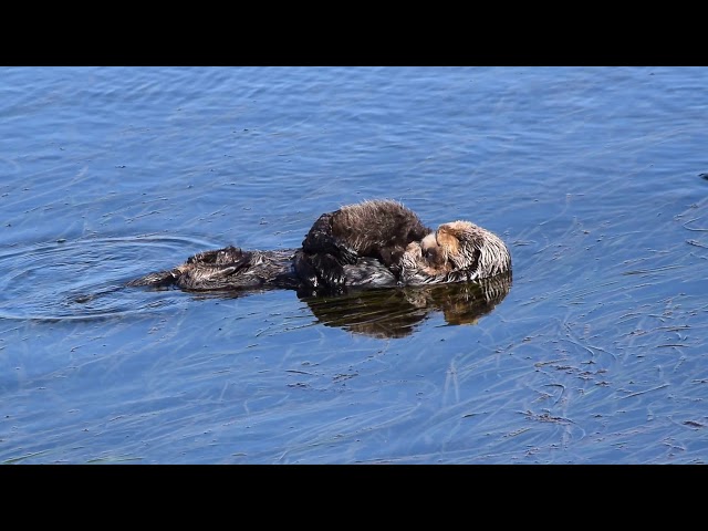 Baby Sea Otter Hugs