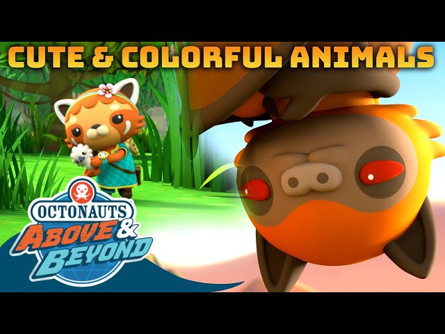 Octonauts: Above & Beyond - Cute & Colorful Animals | Compilation | @Octonauts​