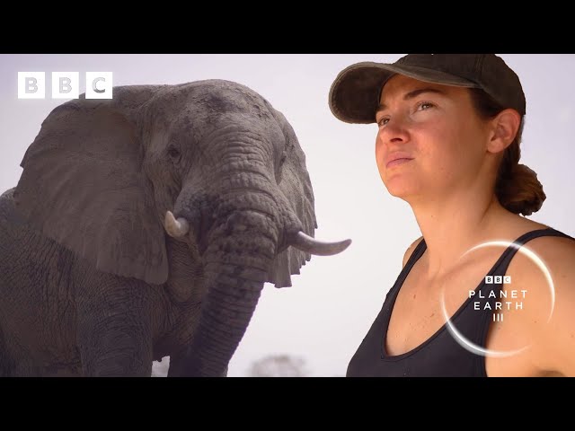 Elephants saved from poaching learn to trust again | Planet Earth III – Behind the scenes - BBC