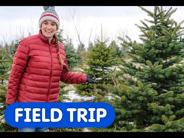 Let's Find The Perfect Christmas Tree! | Caitie's Classroom Field Trip | Tree Farm Video for Kids