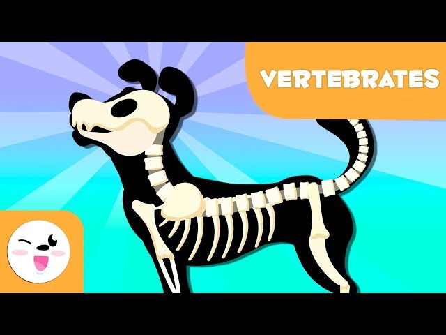 Vertebrate Animals for kids - Introduction