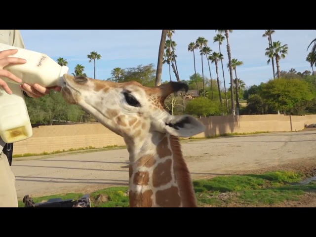 Baby Giraffe Fed From Bottle at San Diego Zoo Safari Park