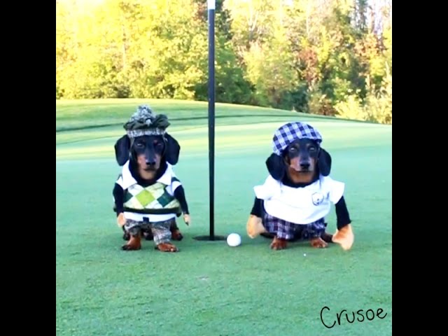Crusoe the Dachshund Goes Golfing with His Brother Oakley!