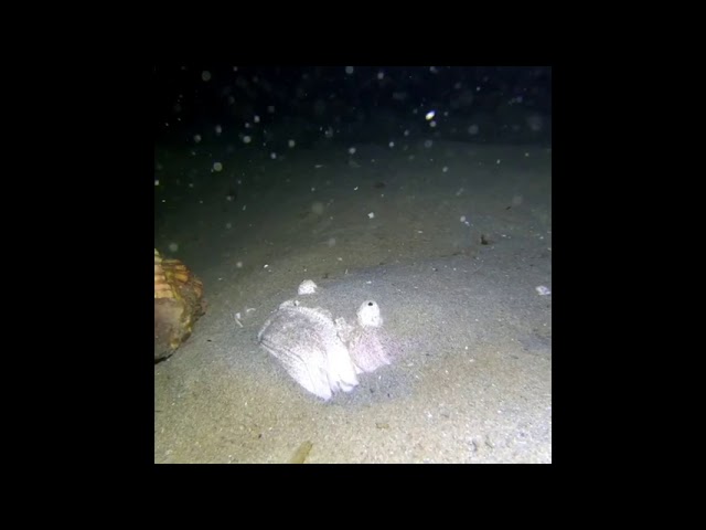 Fish Swims Past Predator Hidden Beneath Sand