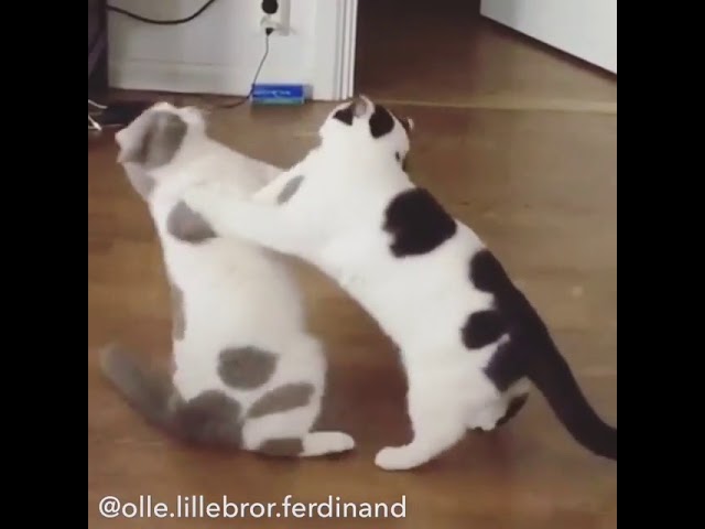 Cute Cats Playfighting