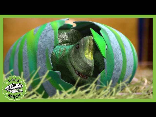 Regular Eggs, Mystery Eggs! Dinosaur Song! T-Rex Ranch Dinosaur Videos
