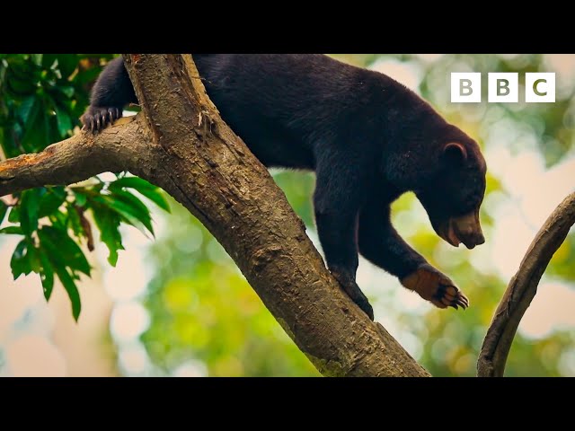 It's life or death for the exotic animals of the Cardamom rain forest | Our Changing Planet - BBC
