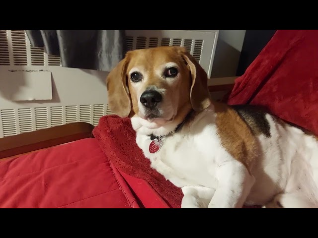'Beagle Dreams': Confused Pup Barks Himself Awake