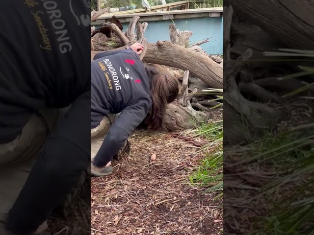 Cheeky Tasmanian Devil Refuses to Let Go of 'Prize' After Phone Falls Into Enclosure