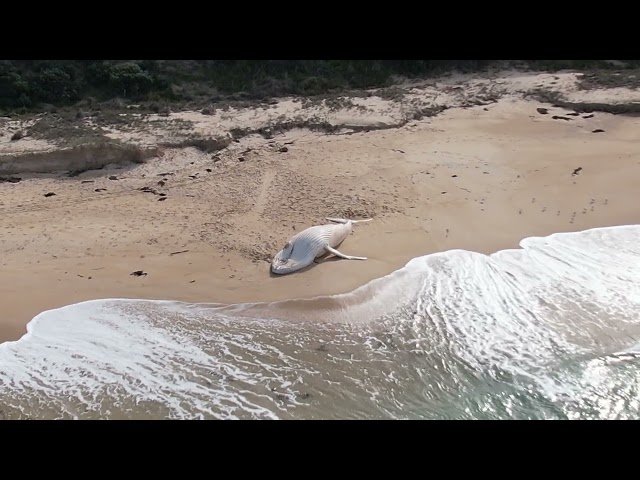 White Humpback Whale Washes Up on Mallacoota Beach