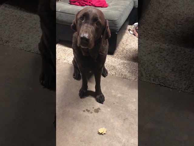 Drooling Dog Patiently Waits for Treat