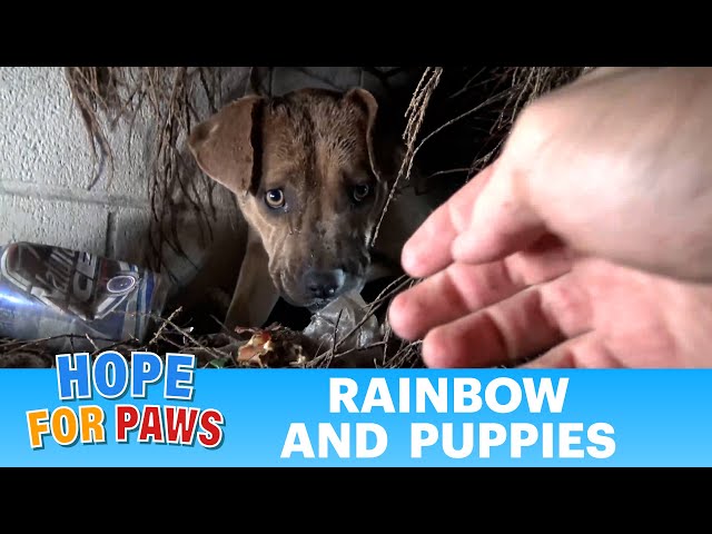 Homeless Pit Bull gives birth in a den during a massive rainstorm. SO MANY PUPPIES! #puppy