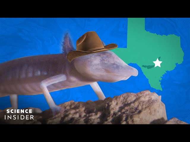 Why This Bizarre Blind Salamander Can Only Be Found In Texas