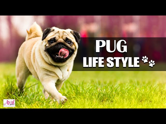 Everything You Need To Know About Pugs | Puppies , Dog's | Dog Daily Routine