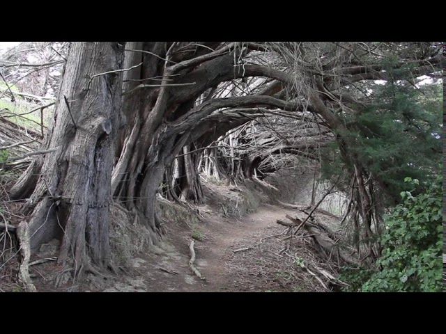 The Alley of Falling Trees in Akaroa