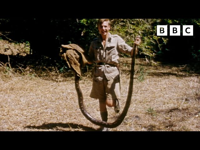 When Sir David Attenborough had  to catch a HUGE python 🐍 | David Attenborough's Zoo Quest in Colour