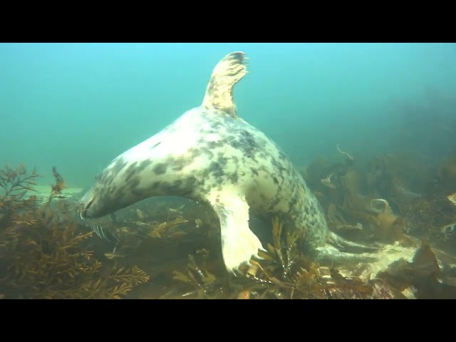 Grey Seal Satisfies Itch By Scratching on Seaweed