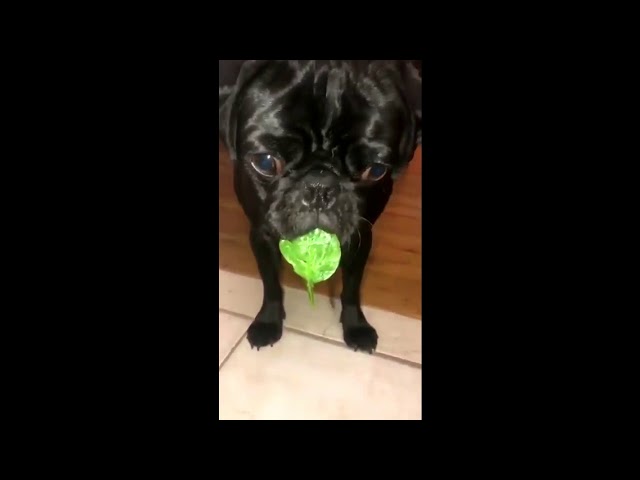 No-One Told This Veggie-Hating Pug That Spinach Makes You Strong and Healthy