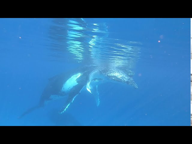 Snorkeler Has Close Encounter With Humpback Whale and Its Calf