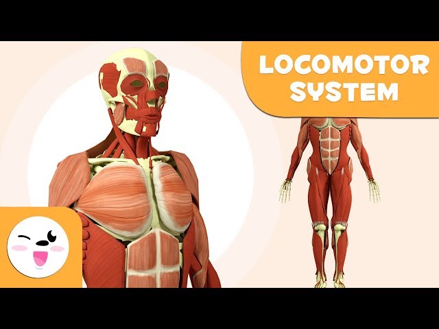 Locomotor system for kids - Bones and Muscles of the Human Body