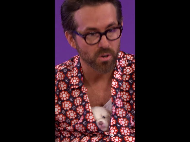 The puppy in Ryan Reynolds' shirt! 🥹 #ryanreynolds #robmcelhenney