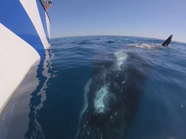 Australian Man Captures Incredible Underwater Footage of Whales