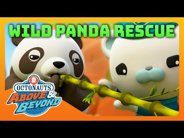 Octonauts: Above & Beyond - 🐼 Operation Wild Panda Rescue ⛑️ | Compilation | @Octonauts​