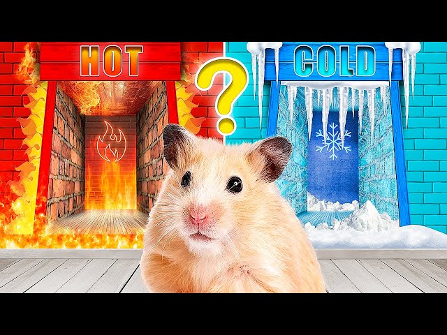 Types of Mazes for Hamster! Hot vs Cold Maze