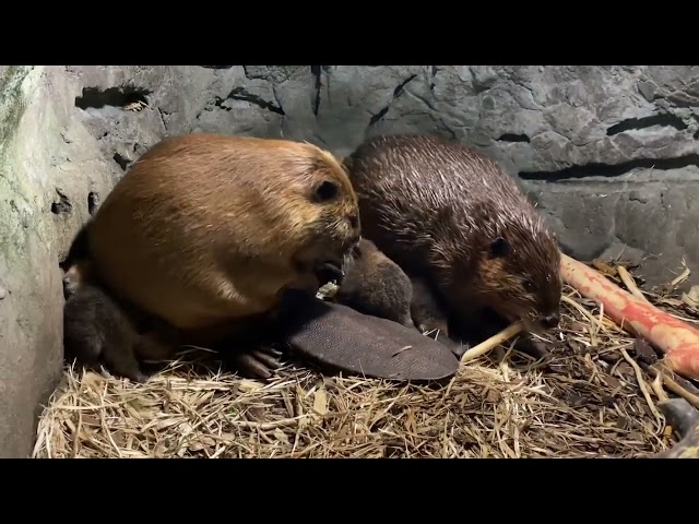 Six Baby Beavers Born at Minnesota Zoo