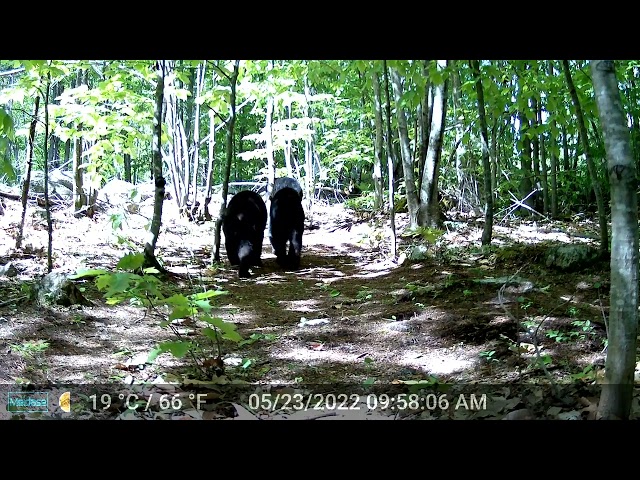 Mother bear and her three grown cubs caught on camera in Tuftonburo