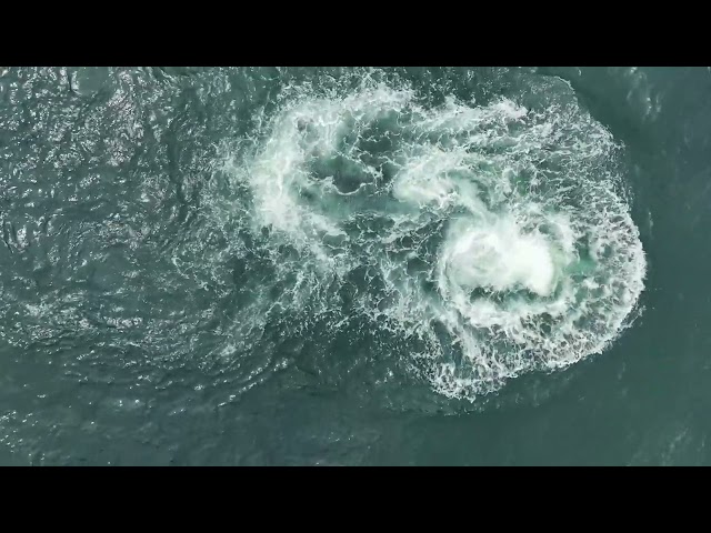 Drone Footage Shows Humpback Whale Jumps Up to Feast on Huge Mouthful of Fish