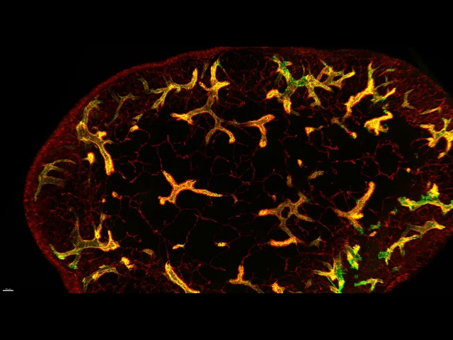 3D Imaging of the LN Vascular Tree at High-Resolution 3D Animation of the z Stack